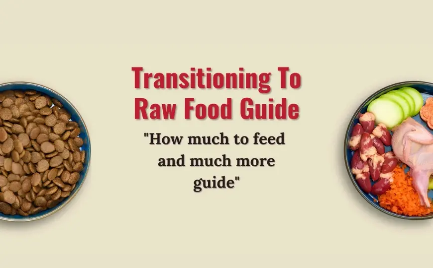 How to Feed Raw Dog Food? a Beginner Guide